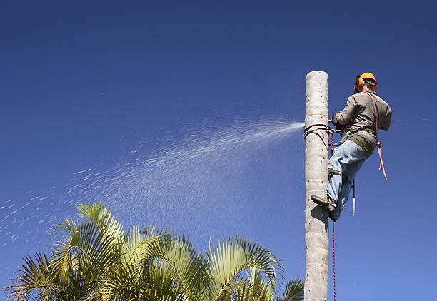 Ethete, WY Tree Care Company